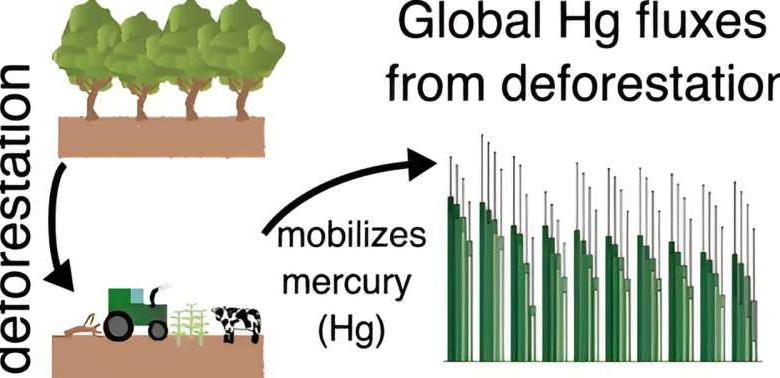 Global deforestation leads to more mercury pollution, finds study